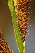 IMG_0578s