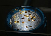 IMG_z0296