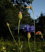 IMG_4794