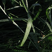 IMG_4800