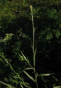 IMG_4806