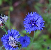 IMG_6881