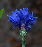 IMG_6888