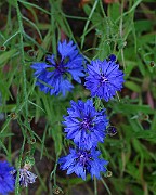 IMG_6890b