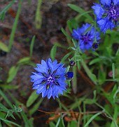 IMG_6890c