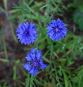 IMG_6891
