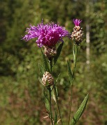 IMG_0990