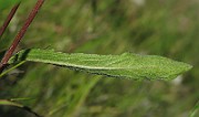 IMG_7796