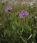 IMG_7800