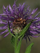 IMG_7802