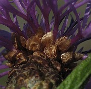 IMG_7803