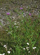 IMG_7807