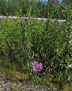 IMG_7814