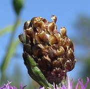 IMG_7815b
