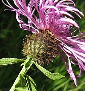 IMG_3364