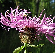 IMG_3365