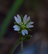 IMG_2460