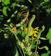 IMG_6352