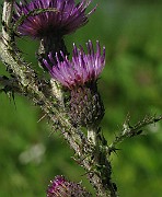 IMG_3454