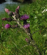 IMG_3455