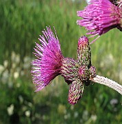 IMG_3502