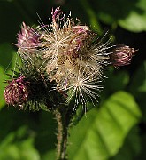 IMG_3635