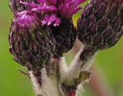 IMG_6310b