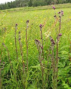 IMG_6315