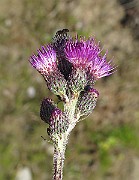 IMG_7940