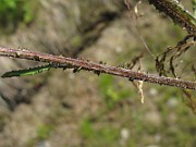 IMG_7942
