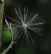IMG_8688