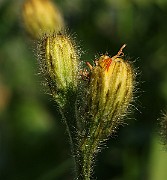 IMG_5816