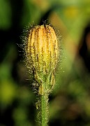 IMG_5822