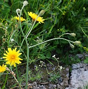 IMG_5845