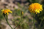 IMG_6031