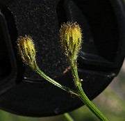 IMG_6033