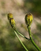 IMG_6034