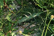 IMG_6035