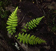 IMG_3654