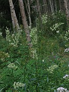IMG_2550