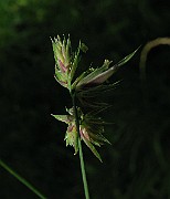 IMG_3517