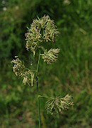 IMG_3619