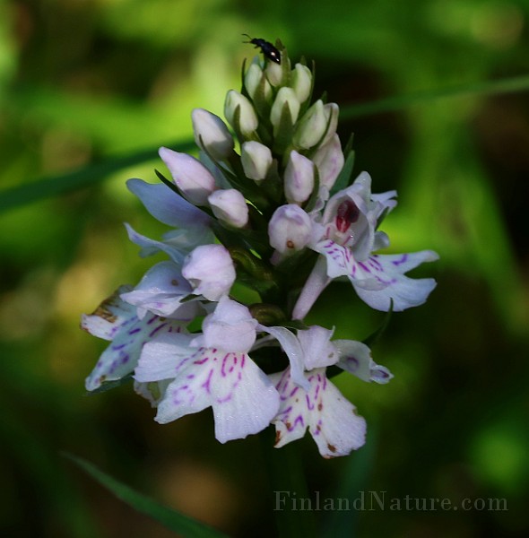 IMG_9903.JPG