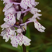 IMG_0110