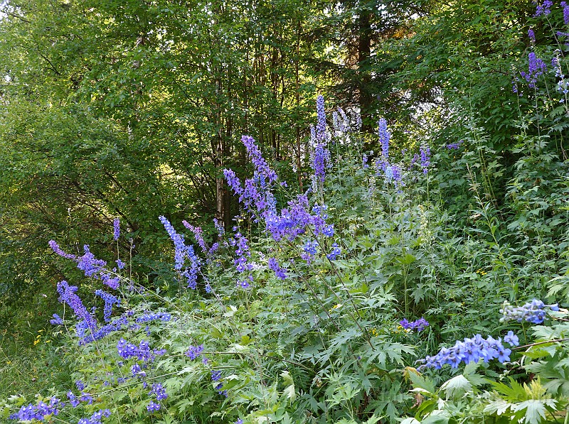 IMG_1310.JPG