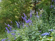IMG_1310