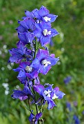 IMG_1313