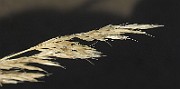 IMG_0568