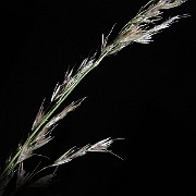 IMG_1010