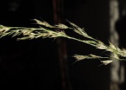 IMG_1011